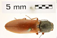 Foto (Dorsalansicht) von Proludius comes (Brown, 1939) (NHMW-ZOO-COL-0008333)